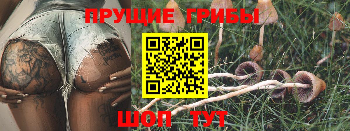 Новошахтинск  Галлюциногенные грибы Psilocybe  Вход с VPN 